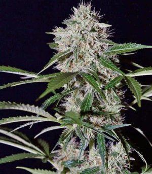 northern_lights_auto.jpg northern_lights_auto.jpg