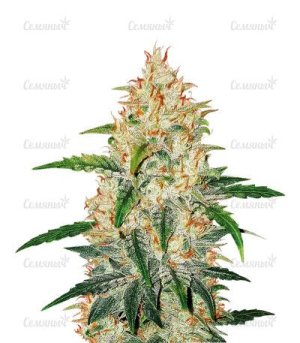 zkittlez.jpg zkittlez.jpg