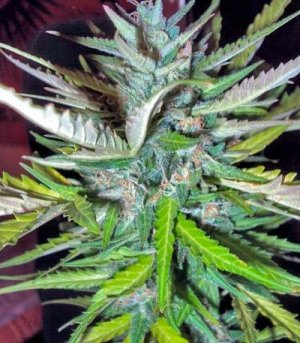 Auto_Afghan_Mass.jpg Auto_Afghan_Mass.jpg