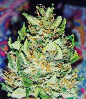 White_Widow.jpg White_Widow.jpg