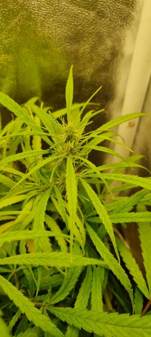 20220403_204509_copy_908x2016.jpg