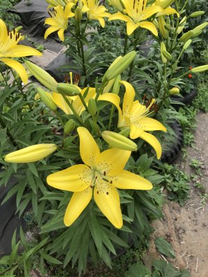 IMG_3919.jpeg