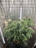 IMG_0084.jpeg