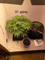 IMG_0587.jpeg