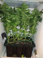 IMG_20251031_200705.jpg