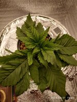 IMG_20251031_194030.jpg