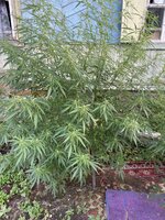 IMG_0382.jpeg