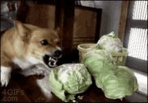 dog-puppy.gif