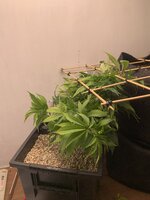 IMG_9244.jpeg
