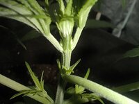 IMG_20251223_173015.jpg