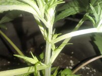 IMG_20251223_172936.jpg