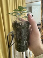 IMG_4763.jpeg