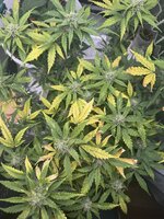 IMG_7977.jpeg