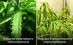 Termotropizm__rWFp7GePhZGS00Dx.jpg Termotropizm__rWFp7GePhZGS00Dx.jpg