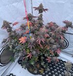 IMG_0041.jpeg