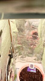 IMG_20260306_141229_744.jpg