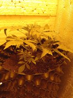 IMG_20260321_090105.jpg
