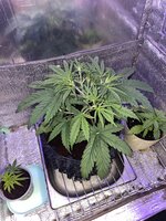 IMG_3676.jpeg
