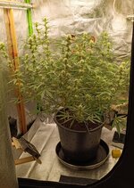 А кому яблочного штруделя))..