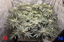 Chita-Chew в кокосовом субстрате на Буйских удобрениях