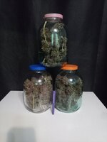 Карлик на стероидах