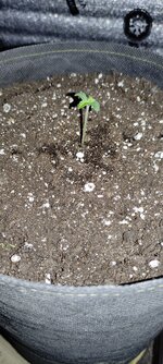 Весенний Dos-Vi-Dos