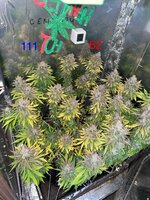 Большой синий Папка  5.0