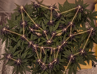 Терпенайзер