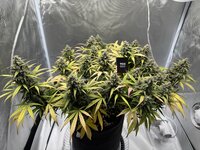 Пробуем КБД сорт Apple Betty