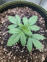 Amnesia Auto fem (Семяныч)