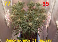 Нестареющая классика. Белая вдова.
