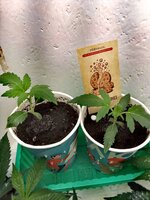 Moonshine Cookies Auto