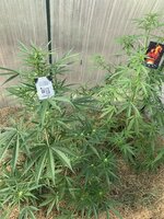 IMG_1196.jpeg