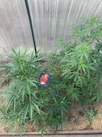 IMG_1188.jpeg