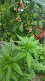 IMG_20260628_140800.jpg