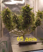 1000024782.jpg