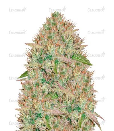 sort_Silver_Haze.jpg sort_Silver_Haze.jpg