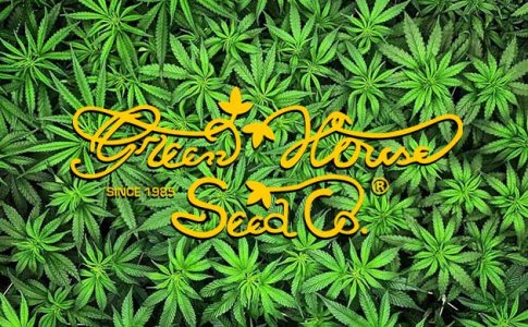 ТОП сорта конопли от Green House Seeds ТОП сорта конопли от Green House Seeds
