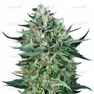 Cold_Greek_Kush_regular.jpg Cold_Greek_Kush_regular.jpg