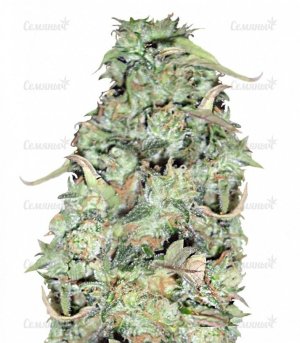 sort_Buzz_Light_Gear_dr_krippling_seeds__bWeik215yFFJGx5e.jpg sort_Buzz_Light_Gear_dr_krippling_seeds__bWeik215yFFJGx5e.jpg