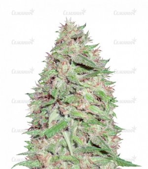 sort_Dizzy_Lights_dr_krippling_seeds__bSKU5ByoYI2inSrj.jpg sort_Dizzy_Lights_dr_krippling_seeds__bSKU5ByoYI2inSrj.jpg