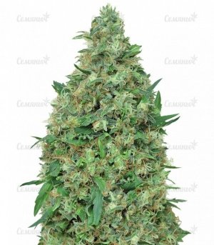 sort_Patels_Cornershop_Surprise_dr_krippling_seeds__ezRN4ZLBoSoG7oy5.jpg