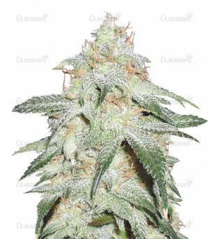 sort_Pickled_Diesel_dr_krippling_seeds__vzkvpOc8RKTHKk3s.jpg