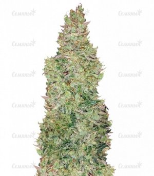 sort_Smokin_Gun_Auto_dr_krippling_seeds__vSFNjKCKKmZLY2d3.jpg