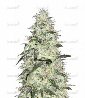 sort_Sonic_Bloom_dr_krippling_seeds__5G6F05IU8zXLnSmD.jpg sort_Sonic_Bloom_dr_krippling_seeds__5G6F05IU8zXLnSmD.jpg