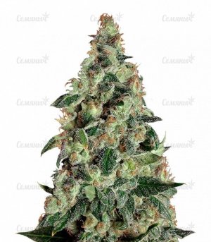 sort_Super_Skunk_Auto_dr_krippling_seeds__cTQZkbmze7J1rtx5.jpg sort_Super_Skunk_Auto_dr_krippling_seeds__cTQZkbmze7J1rtx5.jpg