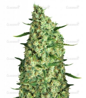 sort_The_Incredible_Bulk_Auto_dr_krippling_seeds__23sIfJhV2ITqnXSf.jpg sort_The_Incredible_Bulk_Auto_dr_krippling_seeds__23sIfJhV2ITqnXSf.jpg