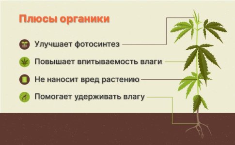Преимущества органических удобрений для конопли Преимущества органических удобрений для конопли
