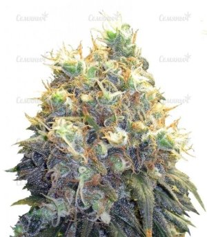 sort_Bubblelicious_Nirvana_Seeds__ho1MZb1boaoHVejX.jpg sort_Bubblelicious_Nirvana_Seeds__ho1MZb1boaoHVejX.jpg