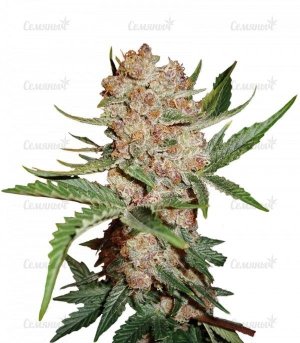 sort_Bubblelicious_Automatic_Nirvana_Seeds__soLY1WDUHtoQJNnr.jpg sort_Bubblelicious_Automatic_Nirvana_Seeds__soLY1WDUHtoQJNnr.jpg